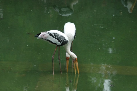 Lucknow Zoo